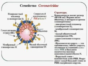 Почему название коронавируса изменилось?