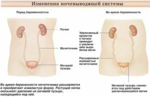 Пульсирует в области мочевого пузыря