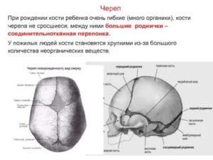 За какое время срастаются кости черепа?