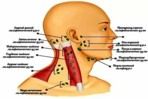 Могут ли у здорового человека прощупываться лимфоузлы?
