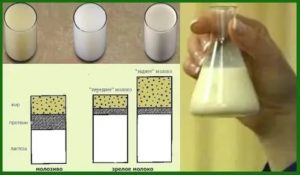 Желтое кислое молоко при сцеживании