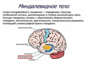 Какая часть мозга отвечает за страх?