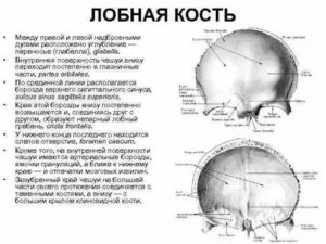 Выпирает лобная кость