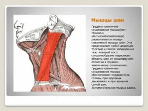 Болит грудино-ключично-сосцевидная мышца с правой стороны