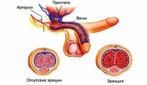 Половой член 7 см при эрекции