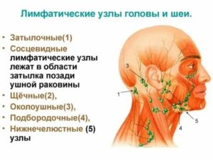 Могут ли у здорового человека прощупываться лимфоузлы?