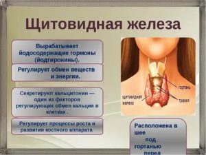 Воздействие антибиотиков на щитовидную железу