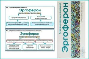 Как правильно принимать Эргоферон?