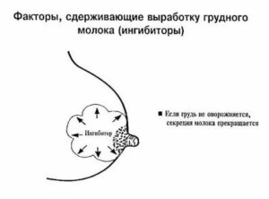 Что сделать, чтоб пропало молоко?