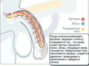 Половой член 7 см при эрекции