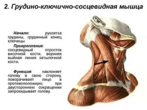 Болит грудино-ключично-сосцевидная мышца с правой стороны
