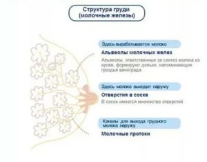 Грудь не наливается, не твердеет, но молоко есть