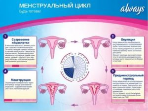 Влияет ли флебодиа на менструальный цикл?
