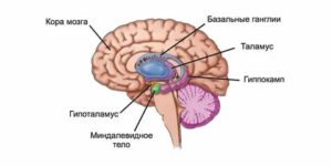 Какая часть мозга отвечает за страх?