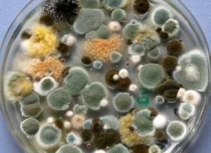 Можно ли как-то сейчас пролечиться от этих бактерий и грибка?