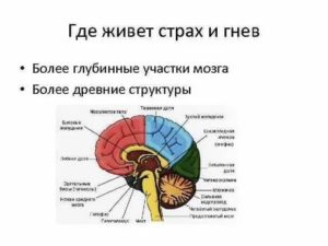 Какая часть мозга отвечает за страх?