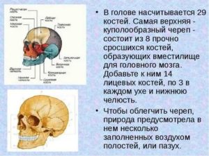 За какое время срастаются кости черепа?