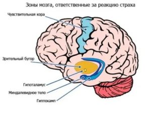 Какая часть мозга отвечает за страх?