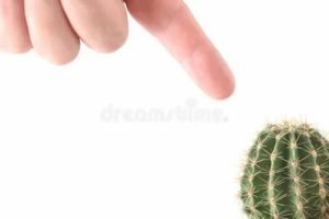Распух палец после укола кактусом