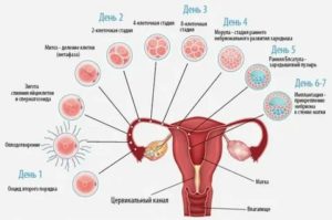 Задержка менструации, какие дальнейшие действия?