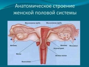 Женские половые органы