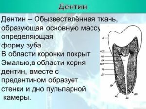 Что значит препарат накапливается в дентине?