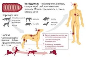 Может ли бешенство передаваться через царапины?