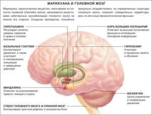 Какая часть мозга отвечает за страх?