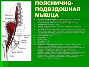 Боли в подвздошно-поясничной мышце