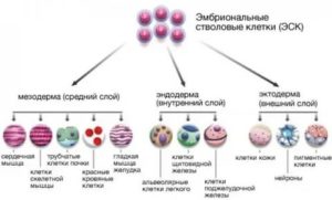 Где-нибудь лечат стволовыми клетками по квоте в России?