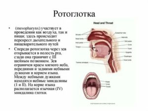 При глотании слюны происходит щелчок в области гортани