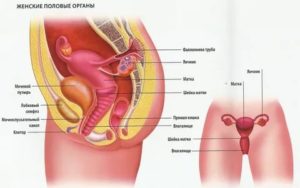 Женские половые органы