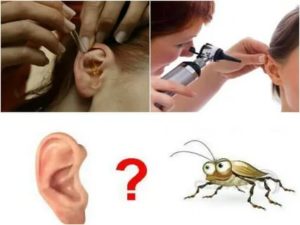 Может ли таракан залезть в ухо ребенка?