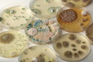 Можно ли как-то сейчас пролечиться от этих бактерий и грибка?